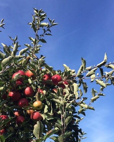 Apple tree with red apples and blue sky in background
