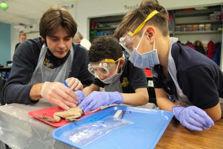 Students Dissect a Frog